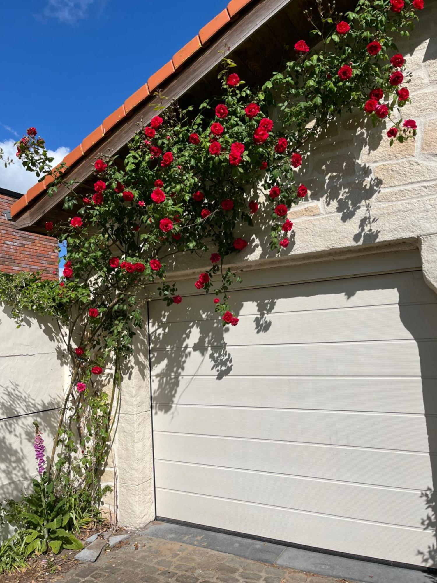 Cedrus Bed & Breakfast Jabbeke  Exterior foto
